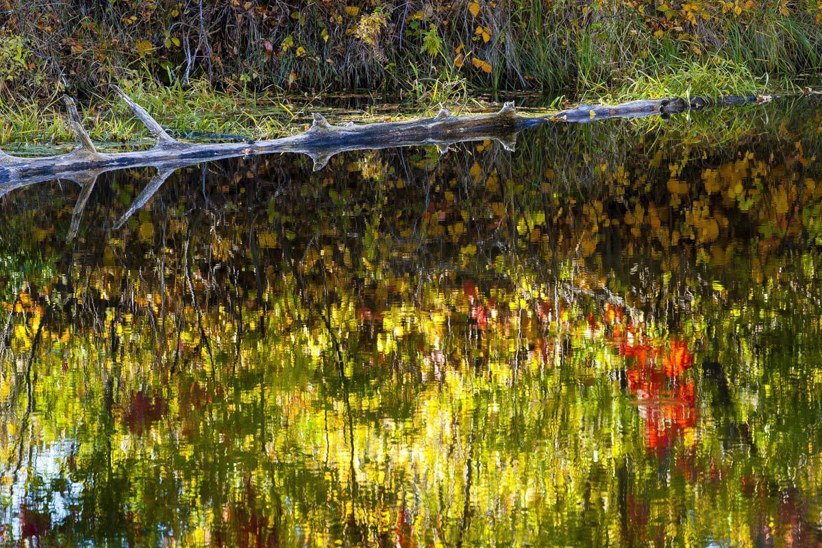 Aspen Pond